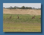 04 Red Kangaroos in Bundy